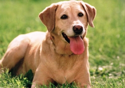 Kazayla kendini vurdu, köpeği sayesinde hayata döndü