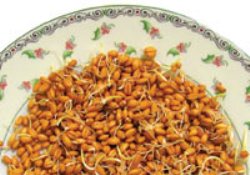 Buğday filizi ve çimi, kanı temizliyor, kanserden koruyor