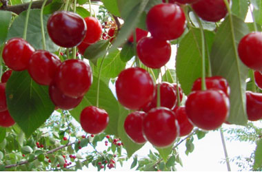 Bir kişi bir ağaç dikerse...