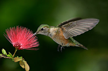 Bu kuşun robotu 2 milyon dolar!