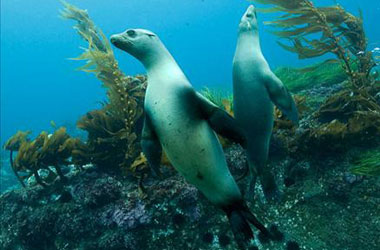 Sualtı dünyası gösterime giriyor