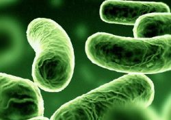 Sağlığımız için 100 trilyon bakteri