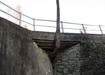 Betonu delen ağaç, görenleri şaşırtıyor