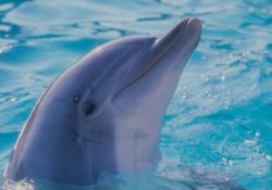 Yunuslar, insanlar kadar akıllıymış