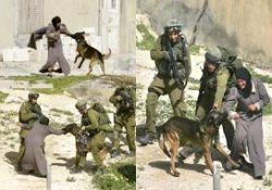 Allahu Ekber diyene saldıran İsrail köpekleri