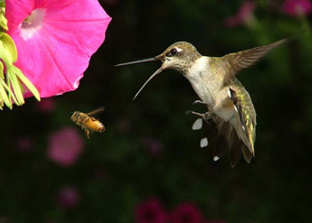 Hayvanlar alemine yolculuk-FOTO