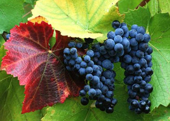 Üzümsü meyveler bin bir derde deva