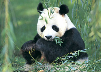 Nesli tükenmekte olan hayvanlar