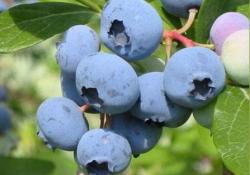 Göz ve damar hastalıklarının ilacı