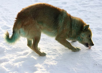 Köpeklerin rengi neden yeşile dönüşüyor?