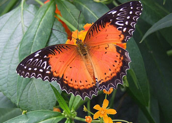 Kör fotoğrafçıdan muhteşem kareler