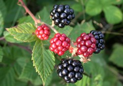 Böğürtlen hem neşe veriyor hem de hafıza kaybını önlüyor