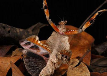 İşte gerçek kamuflaj ustaları FOTO