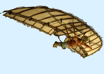 İngilizler Müslümanların mirasını keşfediyor