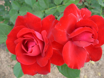 Bir sefere üç kişi çıkınca birini emir yapsınlar