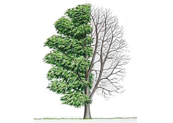 'Her basın kartı mensubunun bir ağacı olacak'