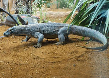 Dünyanın en tehlikeli hayvanları