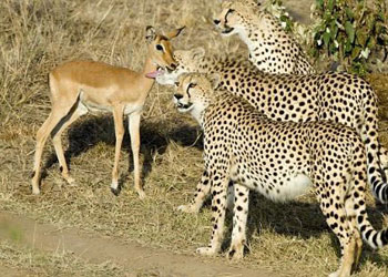 Karınları toktu, bu kez yemediler!