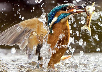 Rızkına en hızlı ulaşan avcı-FOTO