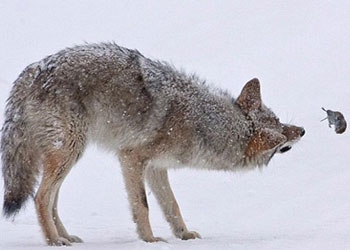 Çakal fareye musallat olur ve...-FOTO