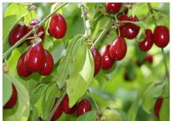 Bu ağacın kendi de meyvesi de şifa kaynağı