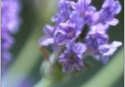 Ağrıyı kesiyor balgam söktürüyor