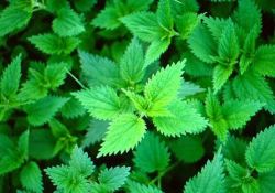 Kansere karşı en yaygın kullanılan bitki