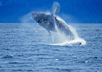 Dünyanın en büyük canlısı-FOTO
