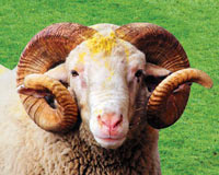 Etlerin hacmi ilaçla yüzde 30 artırılıyor