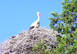 Baharın müjdecisi leylekler geldi