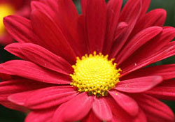 Efendimiz'e (Sav) olan sevgi spor salonuna sığmadı