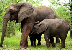 Fillerin 'gizli dilleri' var