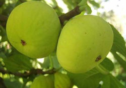 İncir her derde deva