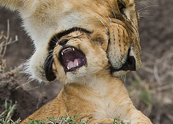 Aslanların dünyasına yolculuk-FOTO