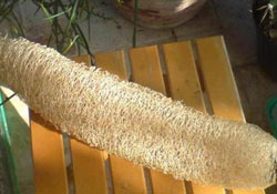 Pürüzsüz Bir Cilt için Kabak Lifi