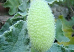 Acı kavun, kanser hücrelerini durduruyor