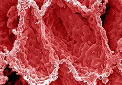 İnsanın yaratılış mucizesi