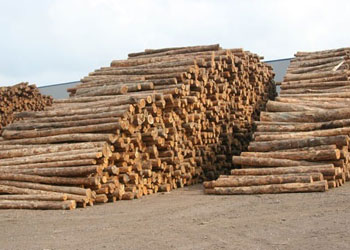 Onlar elbise giydirilmiş kereste gibidir