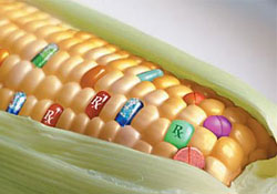 Profesörden ezber bozan GDO açıklaması