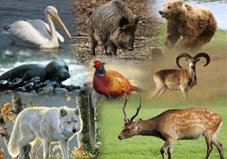 Anadolu'dan Hayat Fışkırıyor