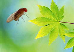 Sinekler otomatik pilotta uçuyor