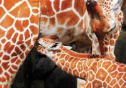 Çocukların zürafa aşkı