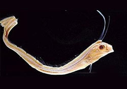 Bu balıklar 'depremi' hissediyor