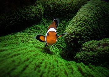 Deniz kiminse,içindekiler de onun-FOTO