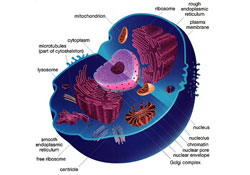 Hücrelerin yeniden progralanabildiği ortaya çıktı