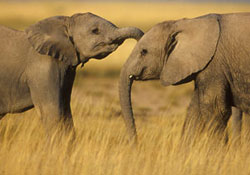 4x4 araçlar gibi hareket ediyorlar