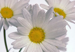 Anne-baba olmak, yetenek mi?