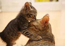 Aile içi şiddet önlenemiyor