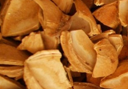 Bu çekirdek kansere iyi geliyor