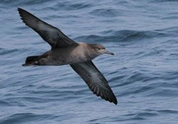 İstanbul'un en gizemli kuşu: 'Yelkovan'